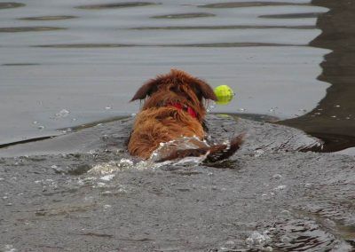Collie swims out to get ball