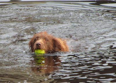Collie swimming with ball in mouth