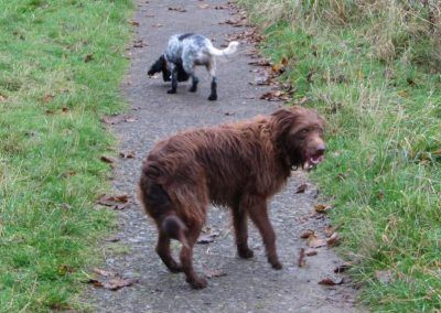 dogs on path
