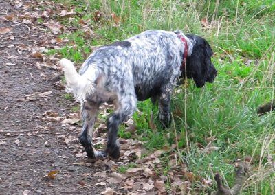 Blue roan cocker spaniel sniffing
