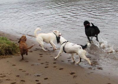 Dogs playing in a group