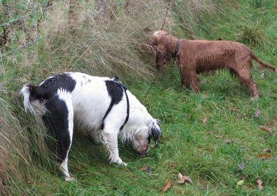 dogs sniffing grass