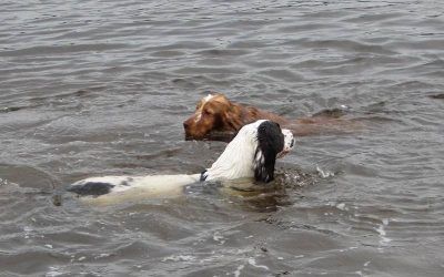 Both love to swim! dogs swimming past each other