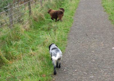 dogs at fence