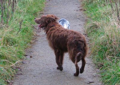Brown collie and blue cocker