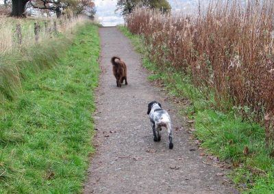 Roan cocker spaniel and chocolate collie