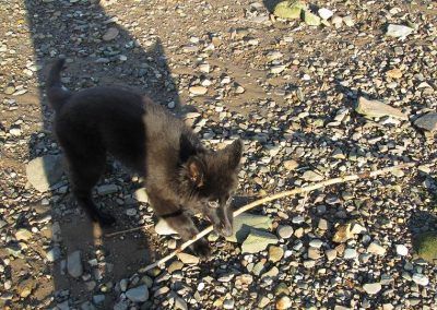Puppy carrying stick