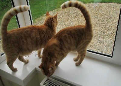Visiting two ginger cats