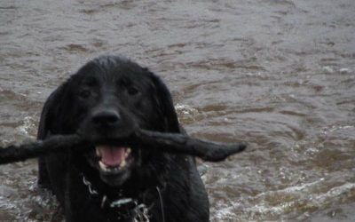 very happy black lab
