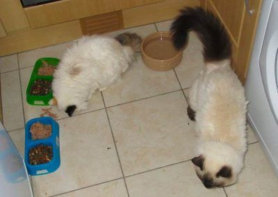 Cat feeding two ragdolls