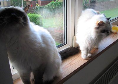 Ragdoll cats on window ledge