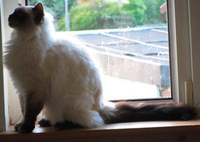 Beautiful ragdoll cat