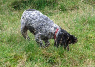 Blue roan cocker spaniel
