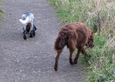 dogs doing their own thing