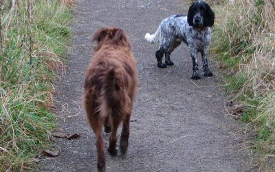 Cocker spaniel and collie