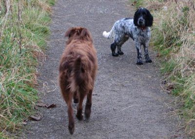 Cocker spaniel and collie