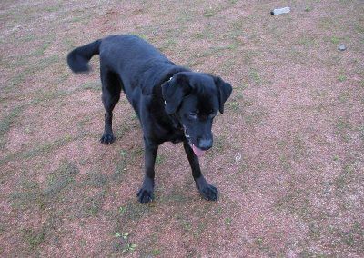 Labrador waiting for ball to be kicked