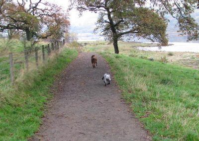 Dogs walking past Marhall golf course