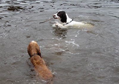 Two dogs swimming after stick