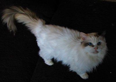 Tame ragdoll cat