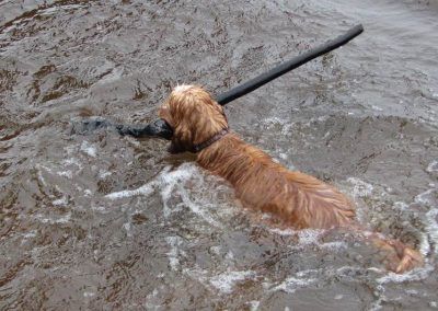 gold cocker spaniel with stick