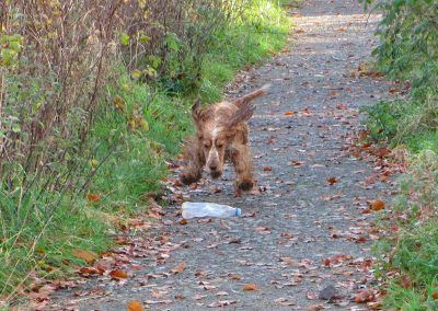 Dog pouncing on bottle