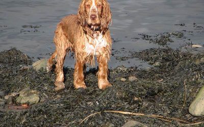 Dog standing on rocks