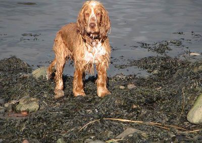 Dog standing on rocks