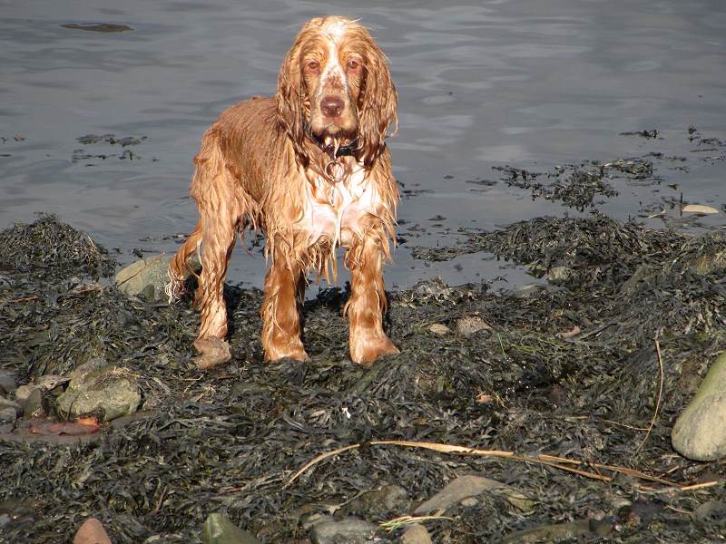 Dog standing on rocks