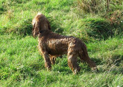 gold show cocker spaniel pup