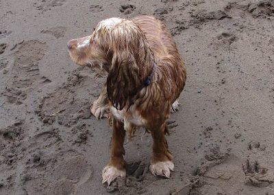 wet show cocker spaniel