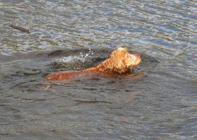 Cocker spaniel puppy swimming
