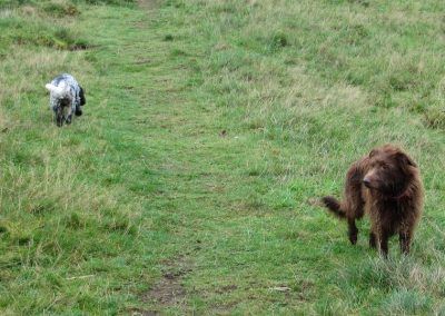 Dogs playing on grass
