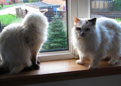 Ragdoll cats sitting