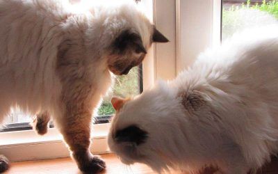 Molly and Izzie also live with Bailey an Patch, two dogs I walk, Cat sitting two Ragdoll cats