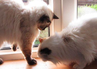 Cat sitting two Ragdoll cats