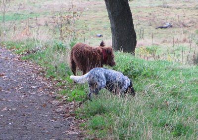 Collie and cocker spaniel walking in Boden boo