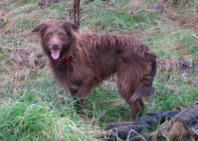 Chocolate collie cross