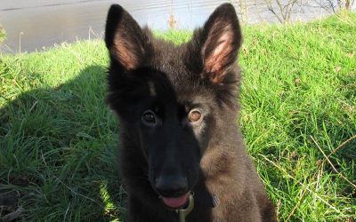 Puppy posing for a photo