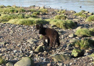 Puppy playing off lead