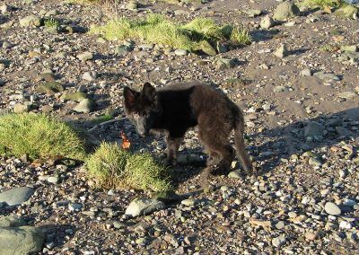 Black puppy at beach