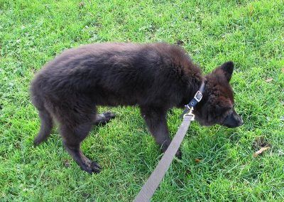 Dog walking puppy on lead