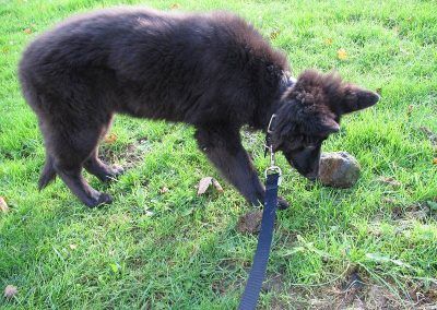 German shepherd puppy sniffing