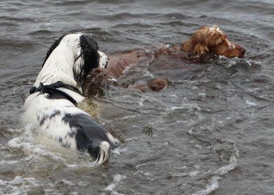 Cocker spaniel and springer spaniel swimming