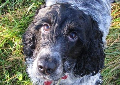 Dog posing for a photo