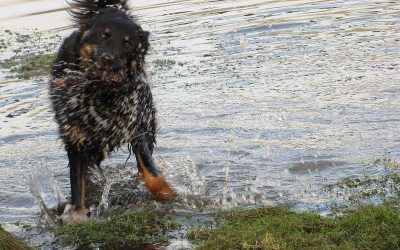 Dog shaking himself dry