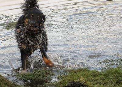Dog shaking himself dry