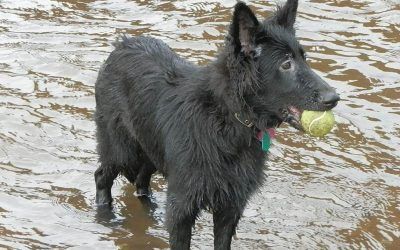 Skye has loves chasing after her ball! Dog standing with ball in river