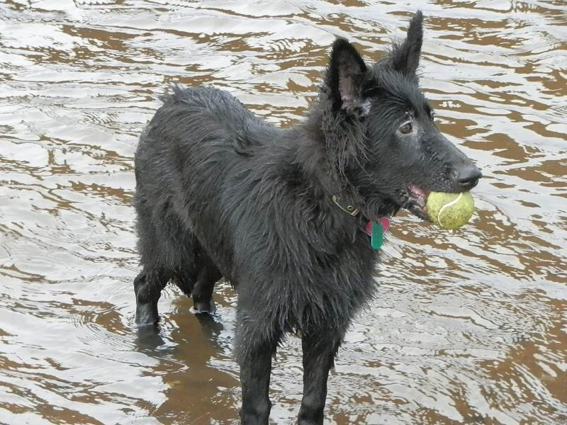 Dog standing with ball in river