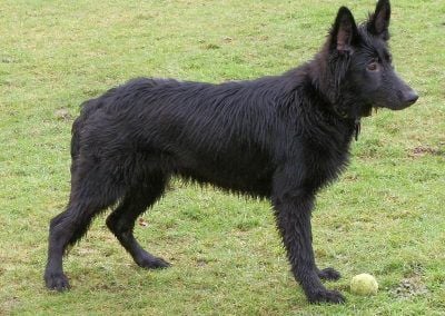 German sheprherd Puppy